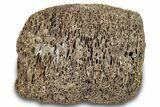 Dinosaur (Triceratops) Bone Section - Montana #300447-1